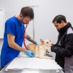 Büyükşehir'de Veteriner İşleri Halk Sağlığı Dairesi Kuruldu