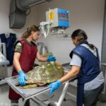 İzmir'de Yaralı Caretta Caretta Kurtarıldı