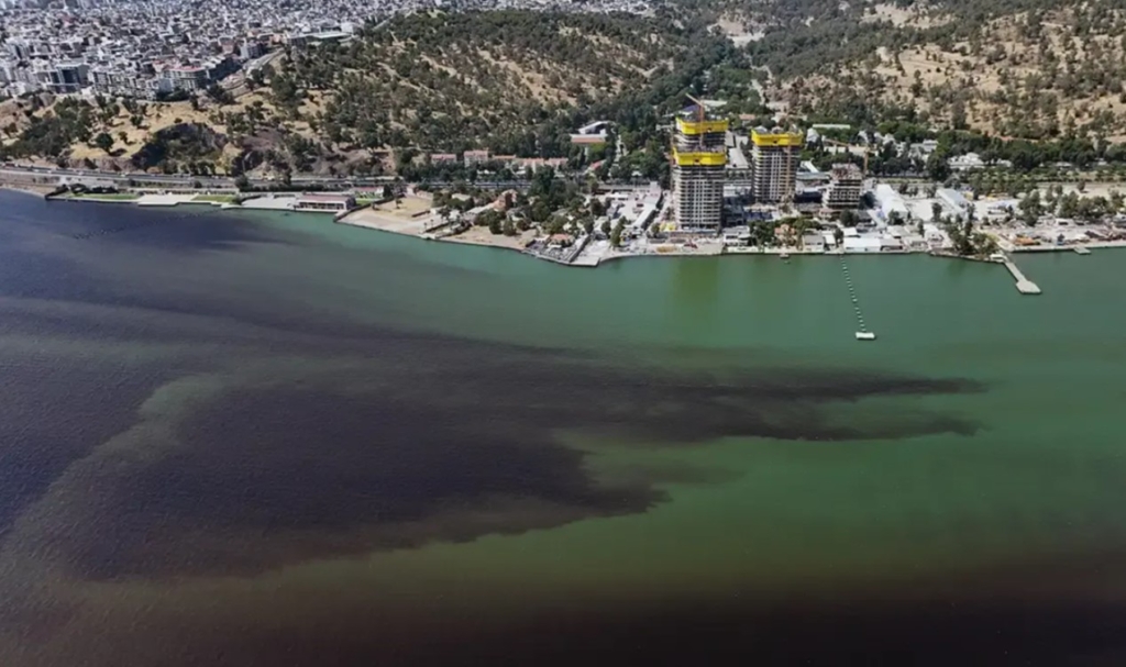 Körfezdeki Balık Ölümlerine İlişkin Büyükşehir'den Açıklama