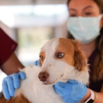 Yangın Mağduru Can Dostlar PAKO'da Güvende