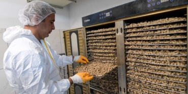 İzmir Büyükşehir’den Yıllık 100 Ton Mama Üretimi