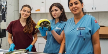 Yangından Kurtarılan Kaplumbağa İçin Umutlu Bekleyiş