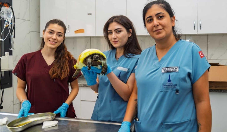 Yangından Kurtarılan Kaplumbağa İçin Umutlu Bekleyiş