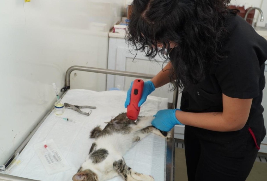 Sokak Hayvanları İçin Kısırlaştırma Seferberliği