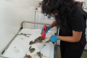 Sokak Hayvanları İçin Kısırlaştırma Seferberliği