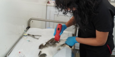 Sokak Hayvanları İçin Kısırlaştırma Seferberliği