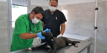 İzmir’de Tek Sağlık Vizyonuyla On Binlerce Hayvana Ulaşıldı